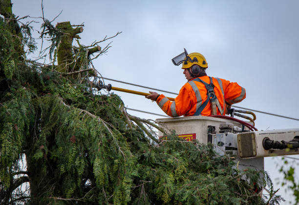 How Our Tree Care Process Works  in  Canton, GA